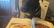 Onyx is registered to the contest to win money with this photo: animal, architecture, book, building, canine, diningroom, diningtable, dog, furniture, homedecor, hound, indoors, person, pet, publication, puppy, reading, room, table, text