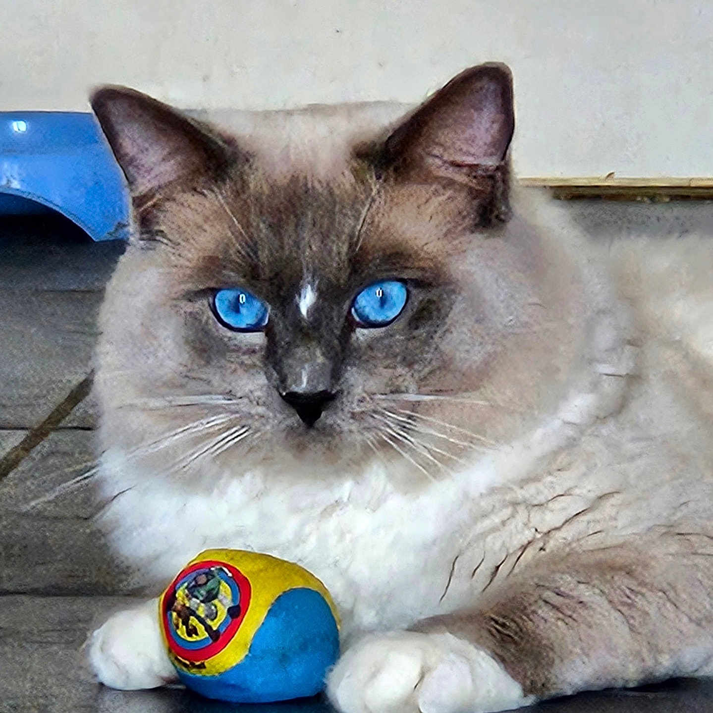 Marley joined the competition — help win amazing prizes! angora, animal, cat, hardwood, kitten, manx, pet, siamese, sphere, toy, wood