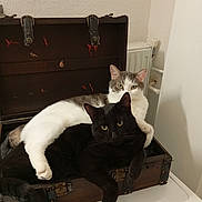 Oreo Et Cookie a rejoint le concours — aidez-le/la à gagner de superbes lots ! cat, black_cat, white_cat, pets, feline, cuddle, cozy, wooden_chest, indoor, fur, animal, cute, resting, companion, domestic, relaxed, paw, tail, eyes, whiskers