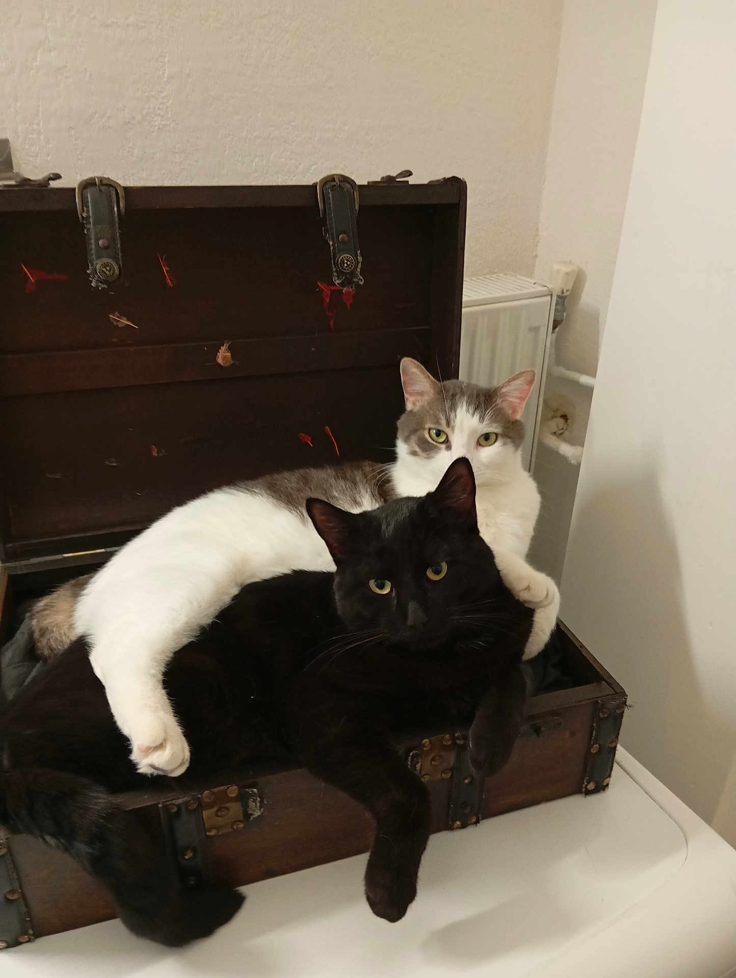 Oreo Et Cookie
