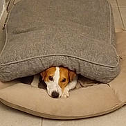Rox participe au concours pour gagner de l'argent avec cette photo : dog, face, cushion, pillow, tile_floor, indoor, pet, brown_and_white, resting, hiding, cute, animal, cozy, floor, home, relaxed, laying_down, small_dog, ears, looking