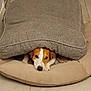 dog, face, cushion, pillow, tile_floor, indoor, pet, brown_and_white, resting, hiding, cute, animal, cozy, floor, home, relaxed, laying_down, small_dog, ears, looking