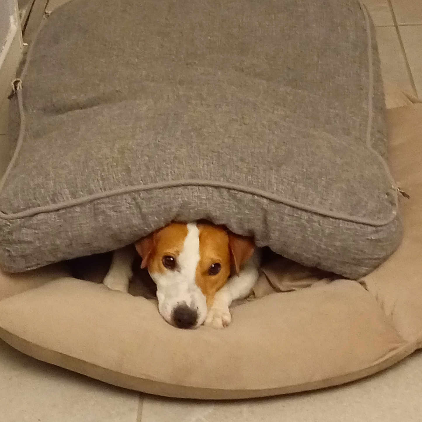 Rox participe au concours pour gagner de l'argent avec cette photo : animal, brown_and_white, cozy, cushion, cute, dog, ears, face, floor, hiding, home, indoor, laying_down, looking, pet, pillow, relaxed, resting, small_dog, tile_floor