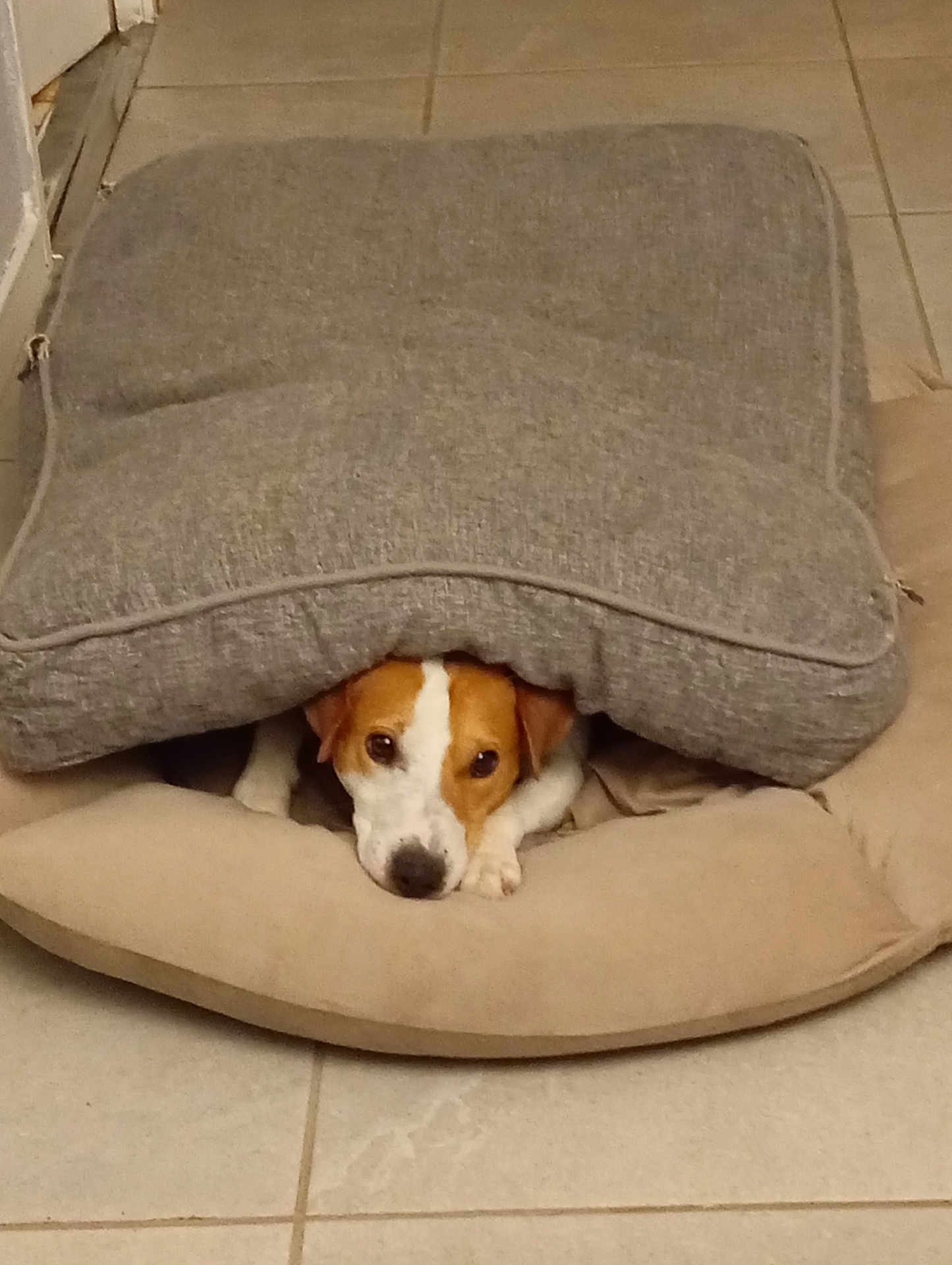 Rox participe au concours pour gagner de l'argent avec cette photo : dog, face, cushion, pillow, tile_floor, indoor, pet, brown_and_white, resting, hiding, cute, animal, cozy, floor, home, relaxed, laying_down, small_dog, ears, looking
