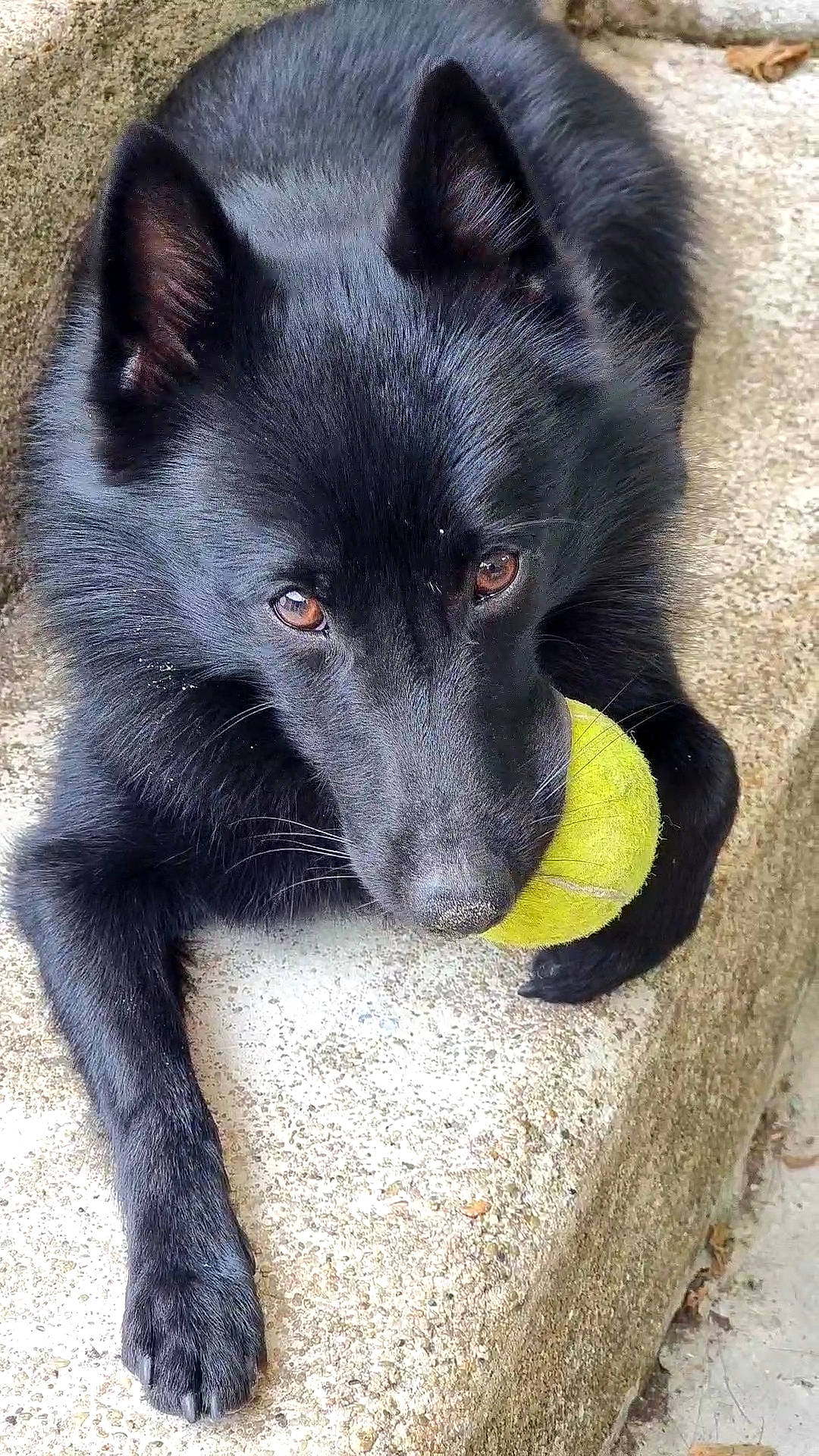 Rock a rejoint le concours — aidez-le/la à gagner de superbes lots ! black_norwegian_elkhound, borador, canidae, canis, carnivore, companion_dog, dog, dog_breed, fur, german_spitz_mittel, grey, non_sporting_group, sporting_group, tail, terrestrial_animal, whiskers, working_animal, working_dog