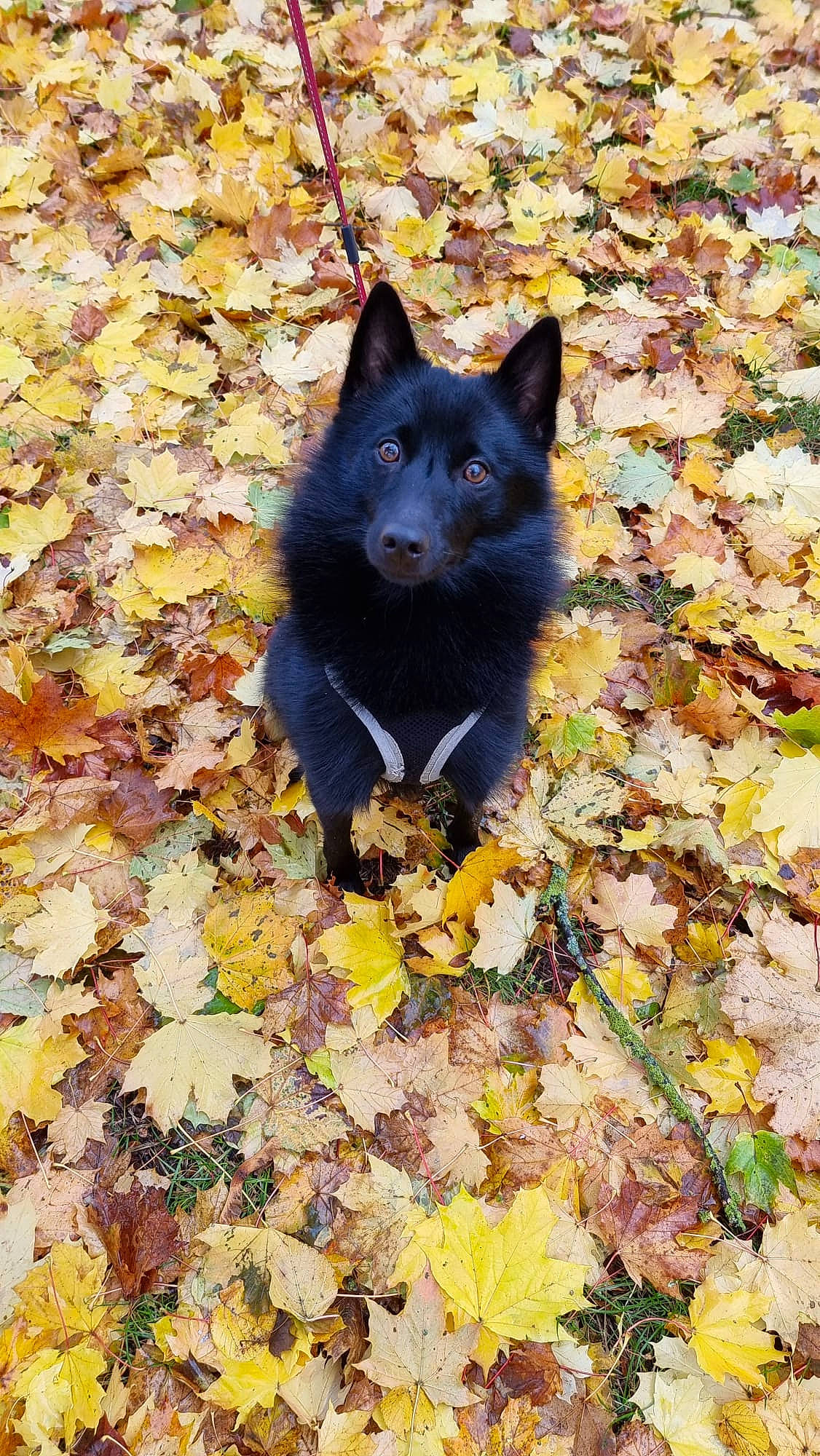 Rock a rejoint le concours — aidez-le/la à gagner de superbes lots ! autumn, black_cat, canidae, carnivore, deciduous, dog, dog_breed, electric_blue, felidae, fur, german_spitz_mittel, grass, leaf, plant, small_to_medium_sized_cats, snout, sporting_group, tail, terrestrial_animal, tree