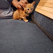 Mila participe au concours pour gagner de l'argent avec cette photo : kitten, cat, orange_tabby, pet, collar, bell, couch, gray_fabric, person, hand, sweatpants, long_sleeve_shirt, indoor, wood_panel, seated, furniture, young_animal, cozy, soft_lighting, domestic_animal