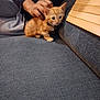 kitten, cat, orange_tabby, pet, collar, bell, couch, gray_fabric, person, hand, sweatpants, long_sleeve_shirt, indoor, wood_panel, seated, furniture, young_animal, cozy, soft_lighting, domestic_animal