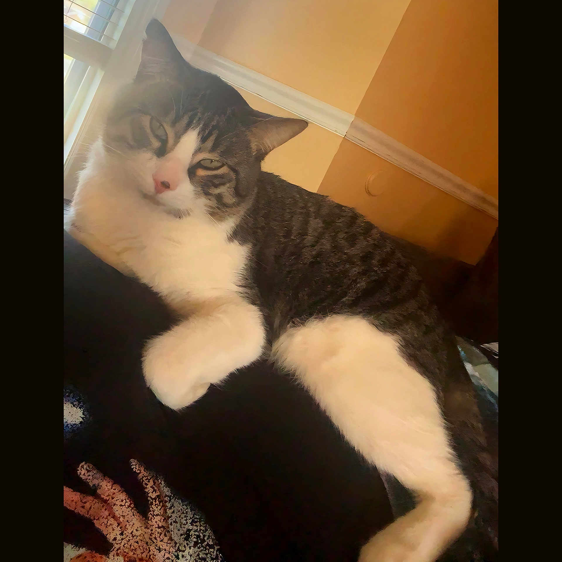 Blue joined the competition — help win amazing prizes! animal, blinds, cat, comfort, cozy, cute, domestic, feline, fur, home, indoor, light, lounging, pet, relaxed, resting, shadow, tabby, white_fur, window