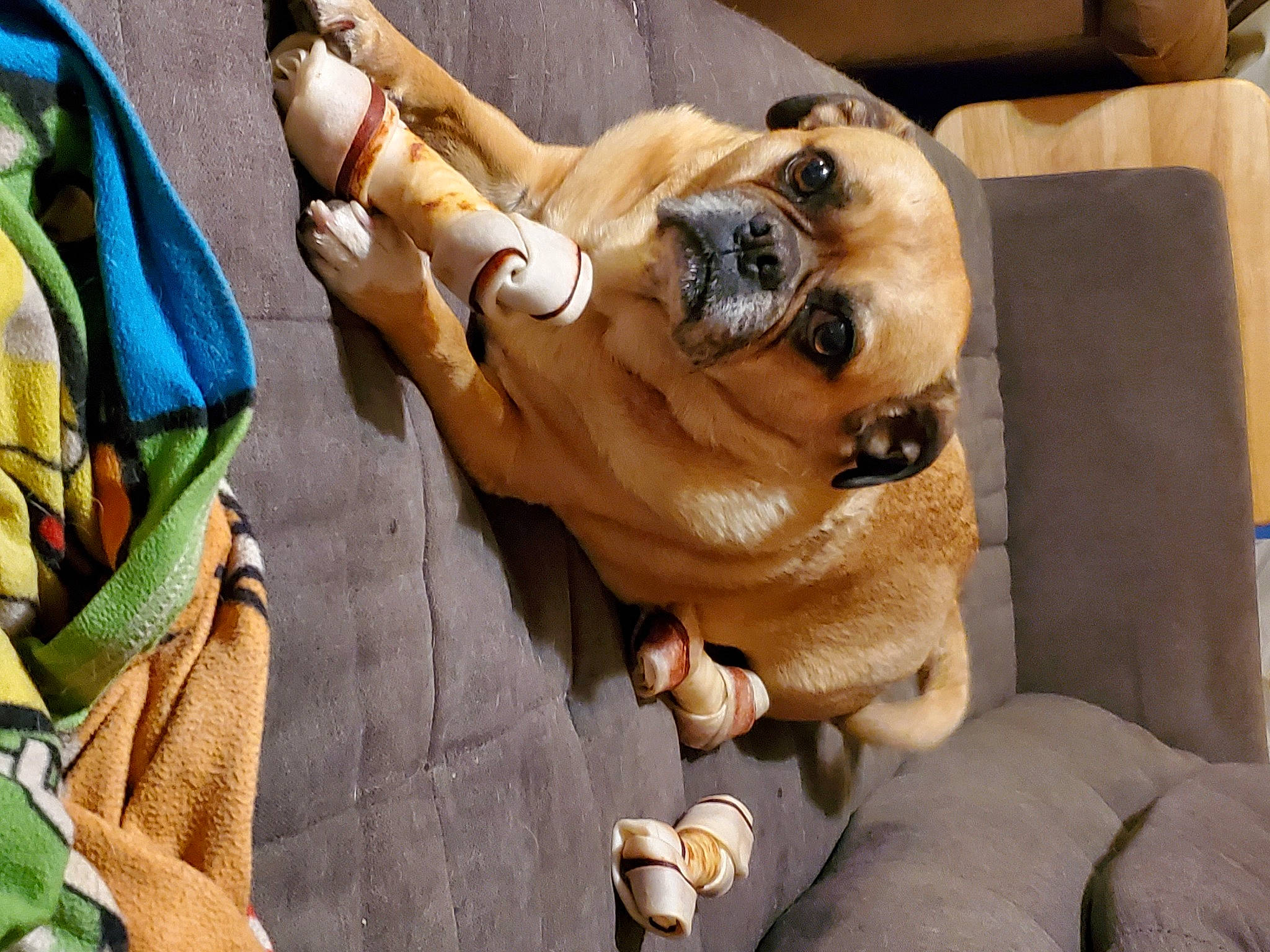 Rocky joined the competition — help win amazing prizes! canidae, carnivore, collar, comfort, companion_dog, couch, dog, dog_breed, dog_collar, dog_supply, fawn, fur, hound, paw, puggle, snout, sporting_group, toy_dog, working_animal, wrinkle