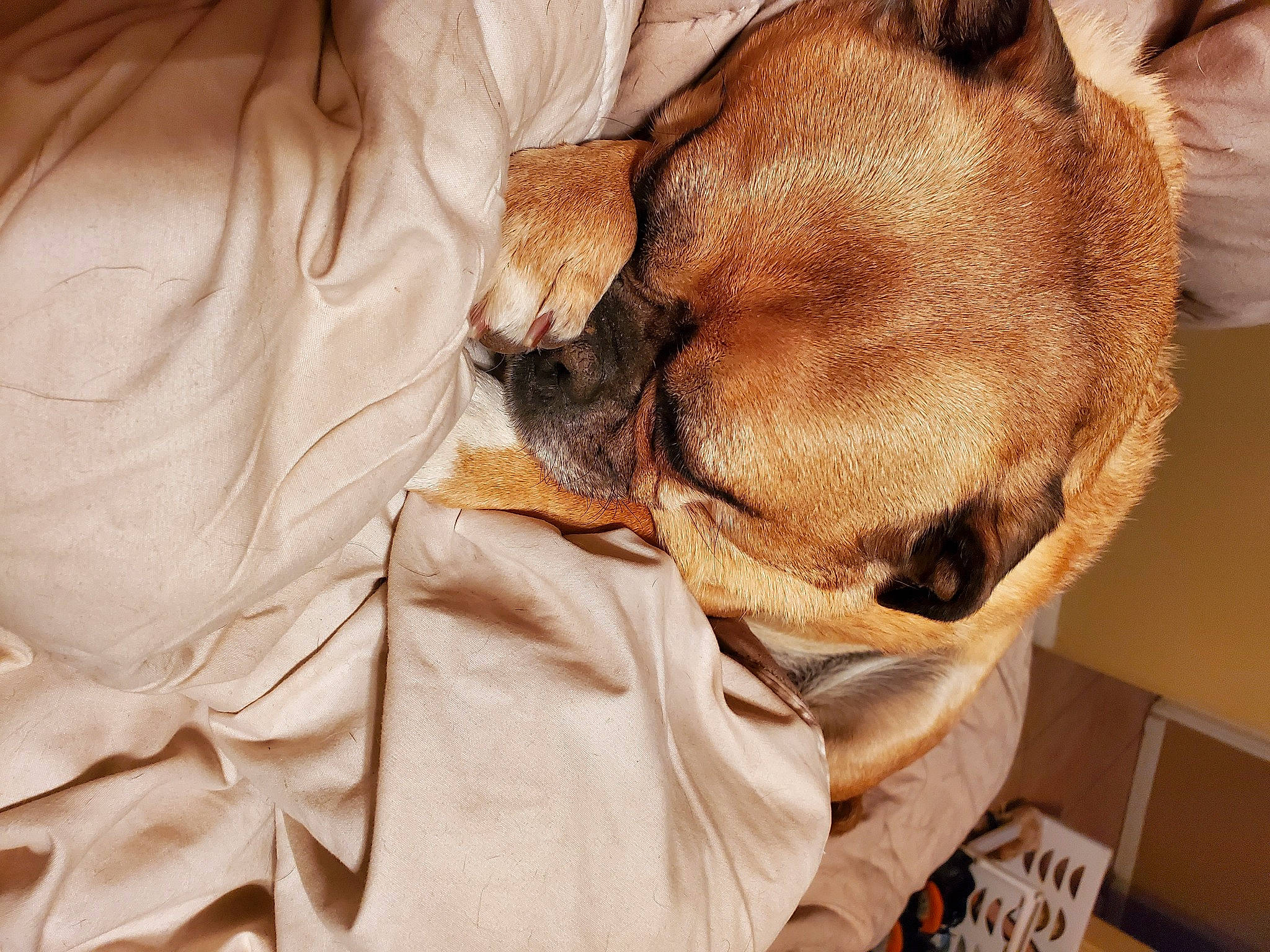 Rocky joined the competition — help win amazing prizes! canidae, carnivore, comfort, companion_dog, dog, dog_breed, duvet, ear, fawn, felidae, fur, linens, liver, nap, sleeve, snout, sporting_group, whiskers, working_animal, wrinkle