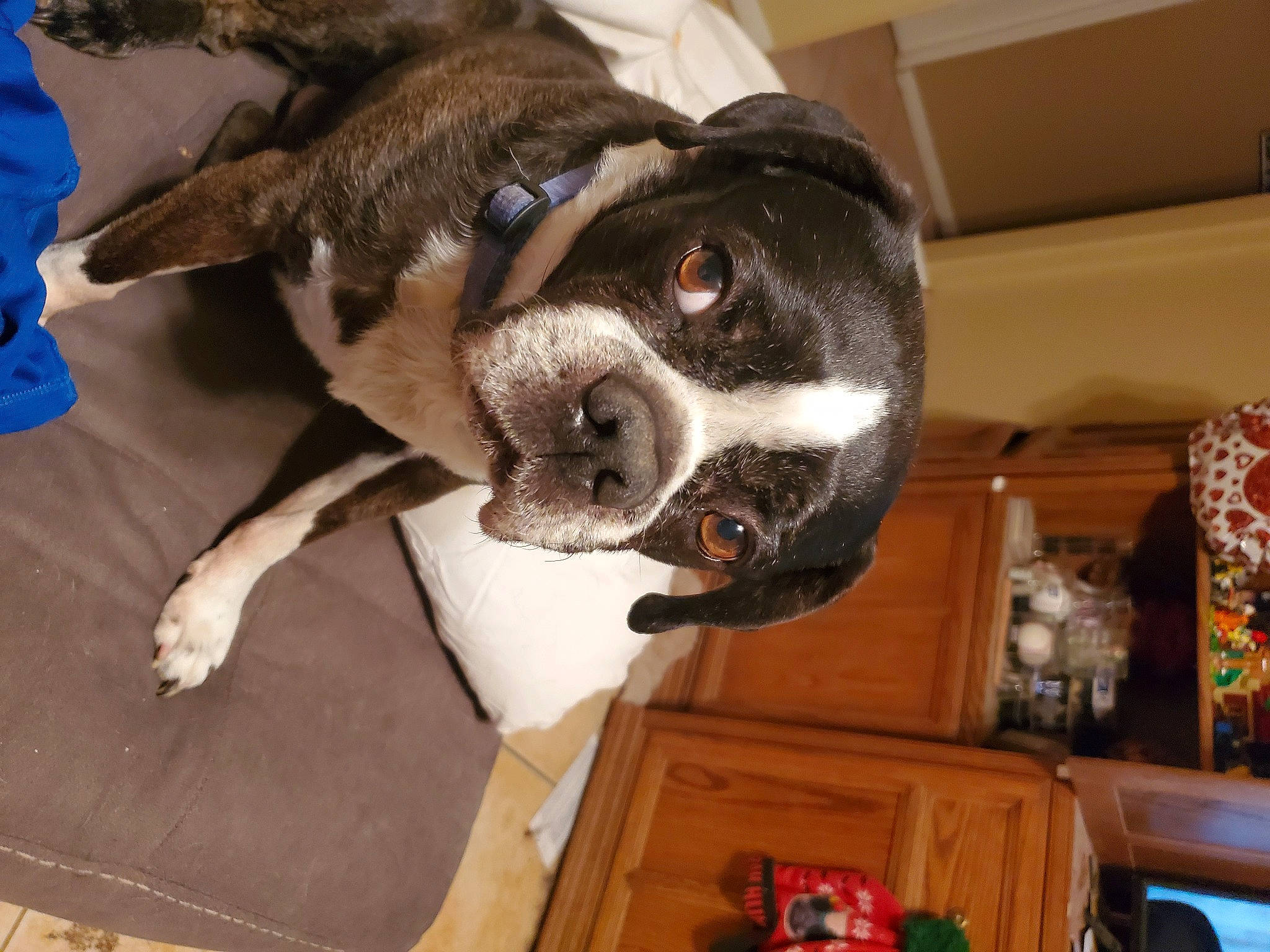 Bullwinkle joined the competition — help win amazing prizes! canidae, carnivore, collar, companion_dog, dog, dog_breed, fawn, fur, non_sporting_group, paw, pet_supply, snout, sporting_group, whiskers, wood, working_animal