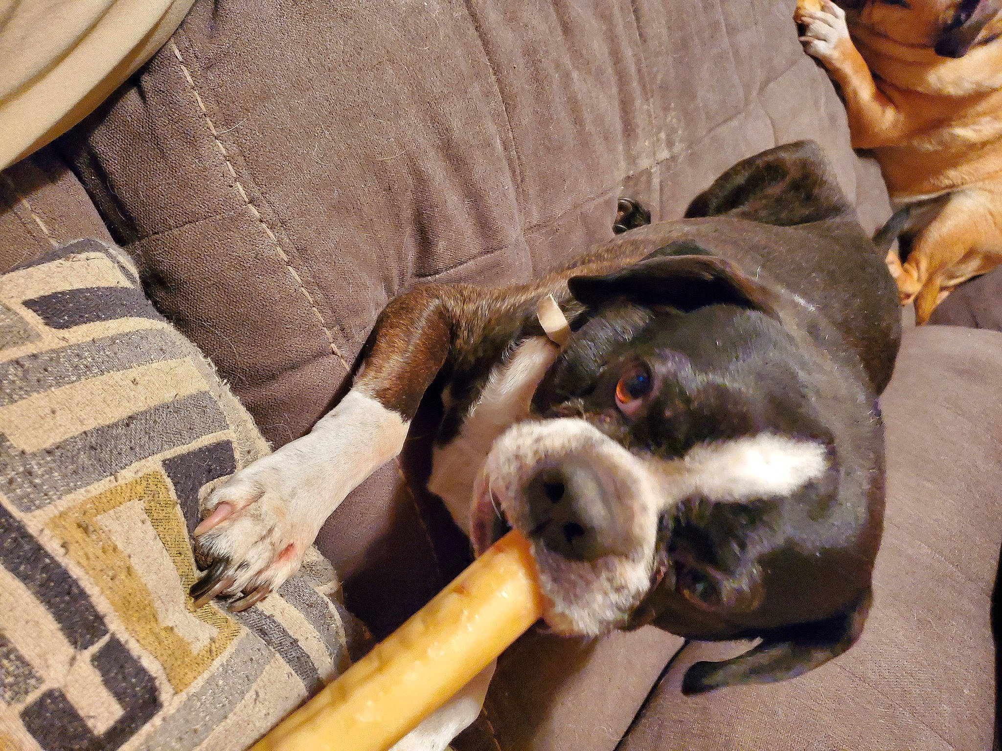 Bullwinkle is registered to the contest to win money with this photo: bored, carnivore, collar, comfort, companion_dog, dog, dog_breed, dog_supply, fawn, fur, guard_dog, non_sporting_group, paw, pet_supply, snout, sporting_group, tail, terrestrial_animal, wood, working_animal