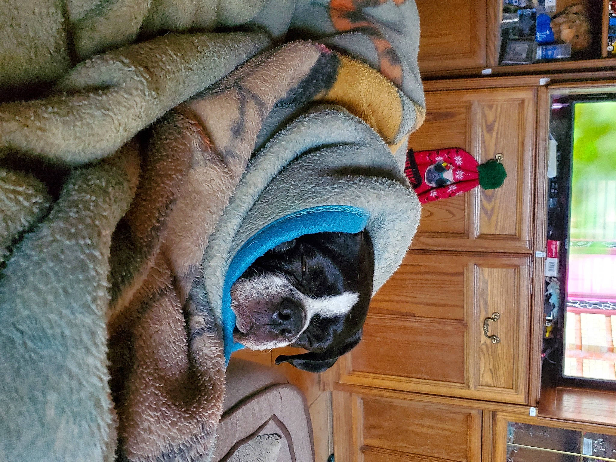 Bullwinkle is registered to the contest to win money with this photo: canidae, carnivore, comfort, companion_dog, dog, dog_breed, dog_supply, electric_blue, fawn, fur, grey, jaw, pet_supply, picture_frame, room, snout, sporting_group, whiskers, wood, working_animal