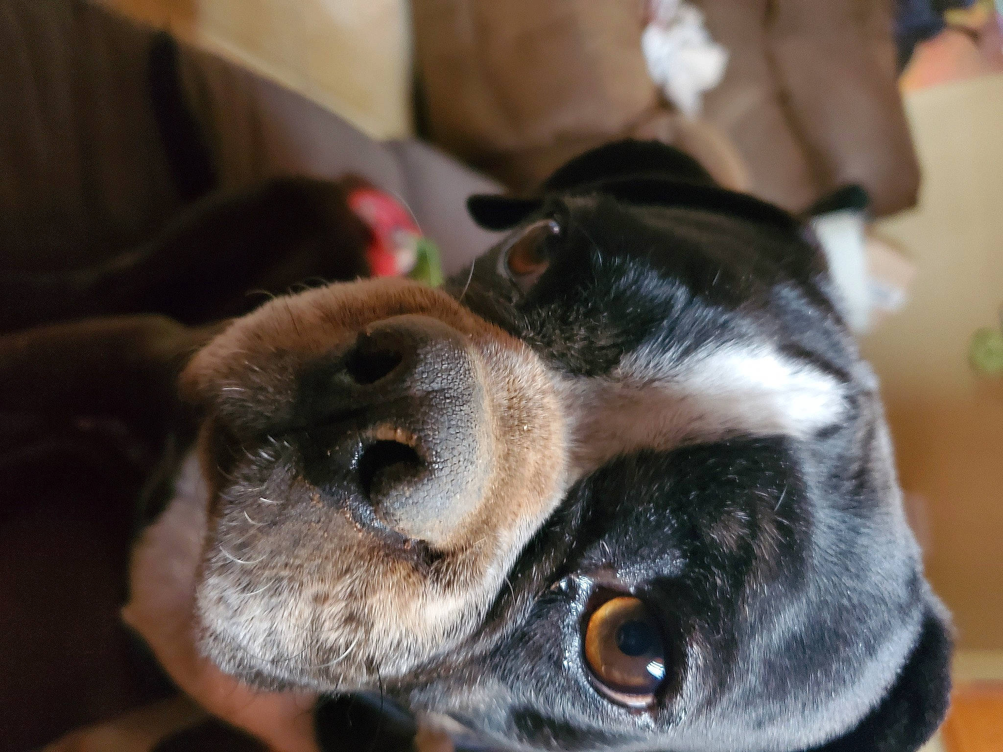 Bullwinkle is registered to the contest to win money with this photo: carnivore, collar, comfort, companion_dog, dog, dog_breed, dog_collar, ear, fawn, fur, guard_dog, paw, pinscher, puppy, puppy_love, snout, toy_dog, whiskers, working_animal, working_dog