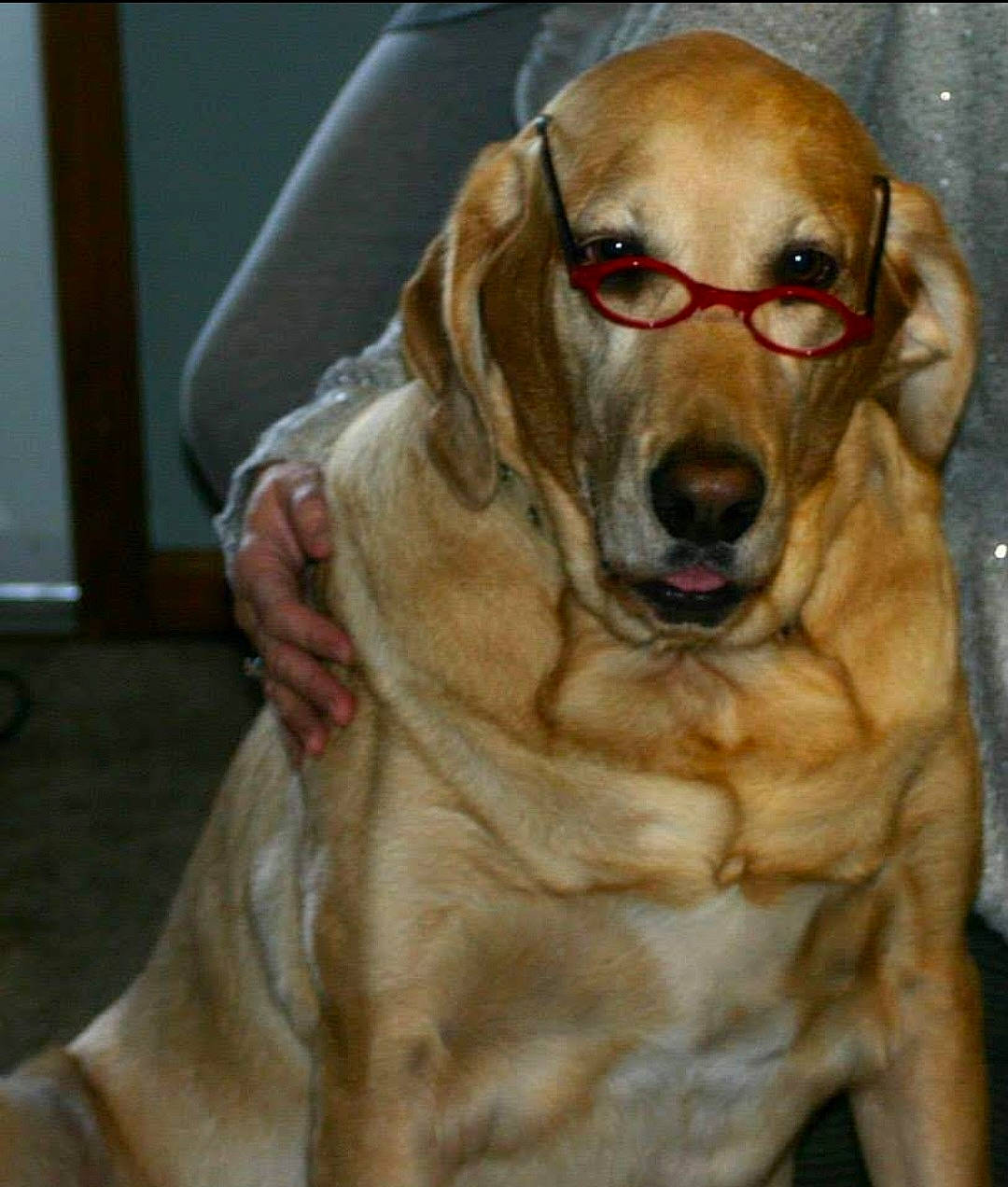 George joined the competition — help win amazing prizes! canidae, carnivore, collar, companion_dog, dog, dog_breed, dog_collar, ear, fawn, fur, gun_dog, liver, pet_supply, retriever, snout, sporting_group, whiskers, working_animal, working_dog, wrinkle