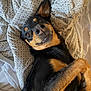 animal, armchair, blanket, canine, chair, chihuahua, couch, cushion, dog, dogbed, furniture, germanshepherd, homedecor, hound, person, pet, puppy, quilt, sleeping, snout