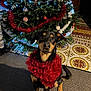 accessories, animal, canine, christmas, christmasdecorations, christmastree, clothing, dog, festival, flower, flowerarrangement, footwear, head, hound, person, pet, plant, puppy, shoe, tree