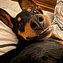 animal, beagle, bed, bedroom, canine, couch, cushion, dog, furniture, homedecor, hound, indoors, interiordesign, person, pet, puppy, room, sleeping, snout, wood