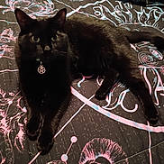 Anubis is registered to the contest to win money with this photo: animal, bed, bedspread, black_cat, blue, cat, collar, cute, design, ears, eyes, feline, fur, indoor, mystical, pentagram, pet, pink, resting, whiskers