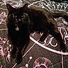 animal, bed, bedspread, black_cat, blue, cat, collar, cute, design, ears, eyes, feline, fur, indoor, mystical, pentagram, pet, pink, resting, whiskers
