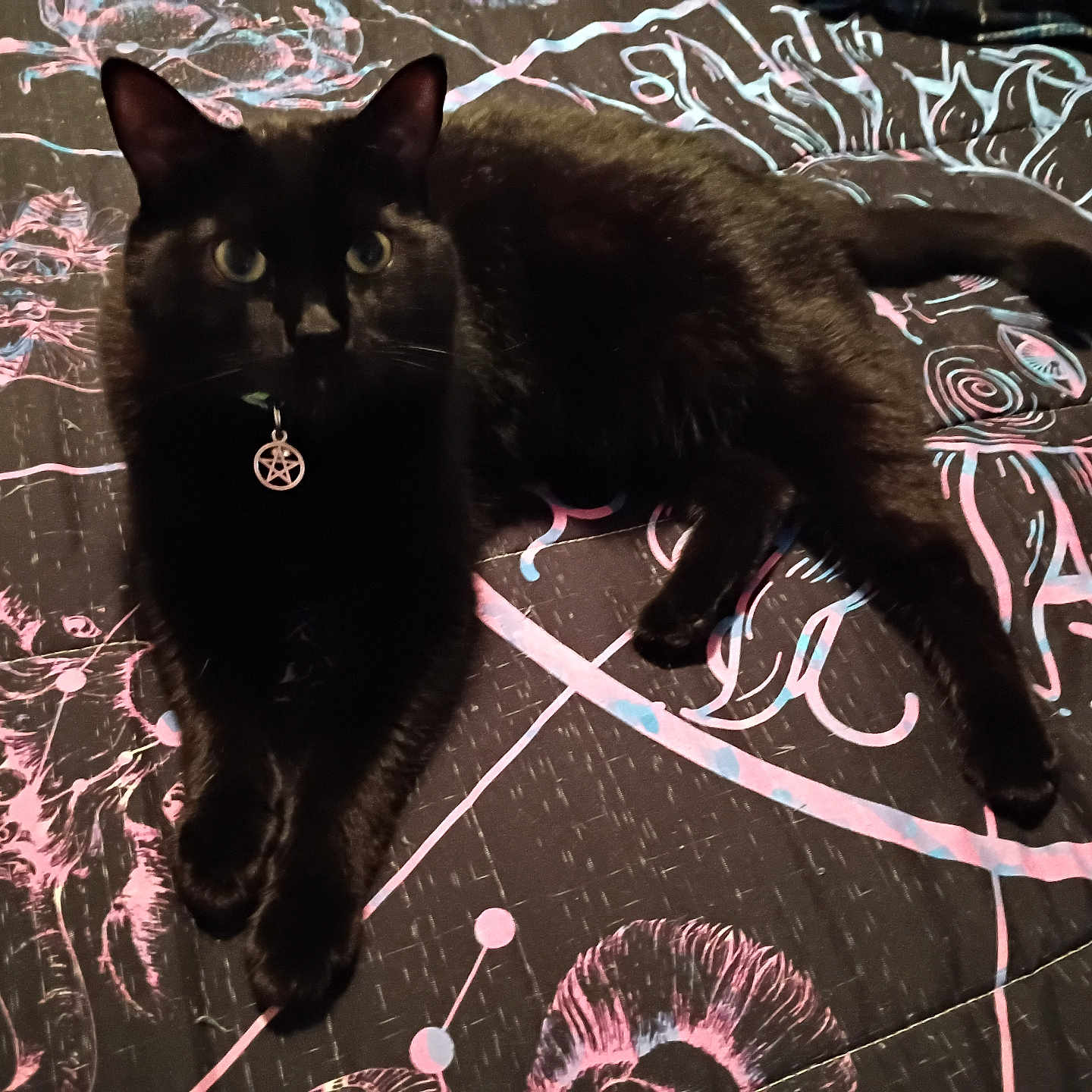 Anubis is registered to the contest to win money with this photo: animal, bed, bedspread, black_cat, blue, cat, collar, cute, design, ears, eyes, feline, fur, indoor, mystical, pentagram, pet, pink, resting, whiskers