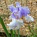 Donna K. R.