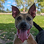 Freya is registered to the contest to win money with this photo: animal, architecture, bodypart, building, bulldog, canine, dog, grass, hound, mouth, nature, outdoors, park, person, pet, plant, puppy, shelter, snout, tree