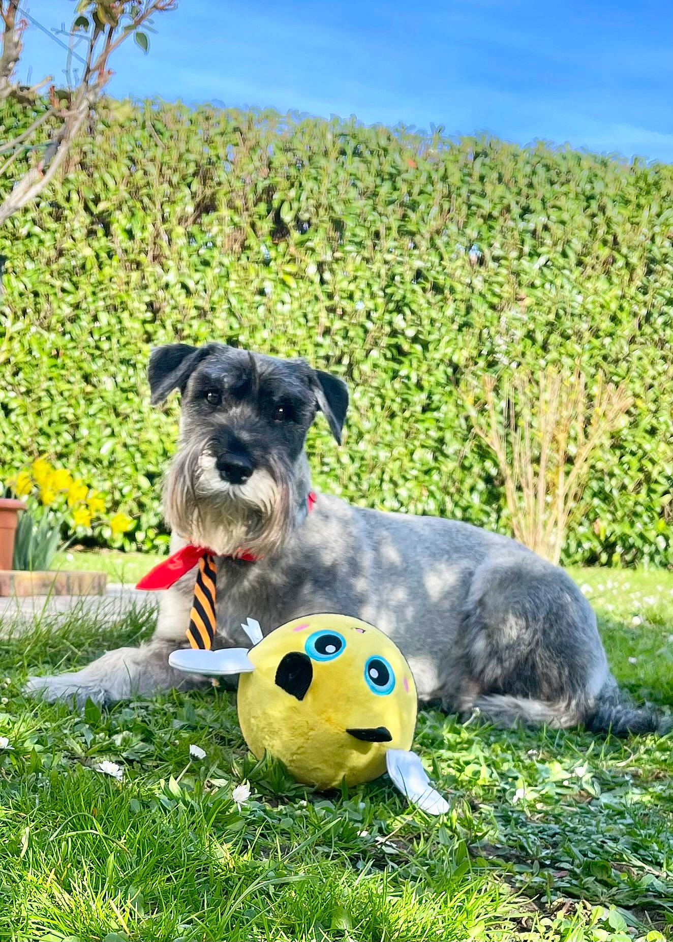 Nora a rejoint le concours — aidez-le/la à gagner de superbes lots ! ball, carnivore, companion_dog, disc_dog, dog, dog_breed, dog_supply, football, grass, grassland, lawn, plant, sky, snout, sporting_group, sports_toy, tennis_ball, toy, water_dog, working_animal