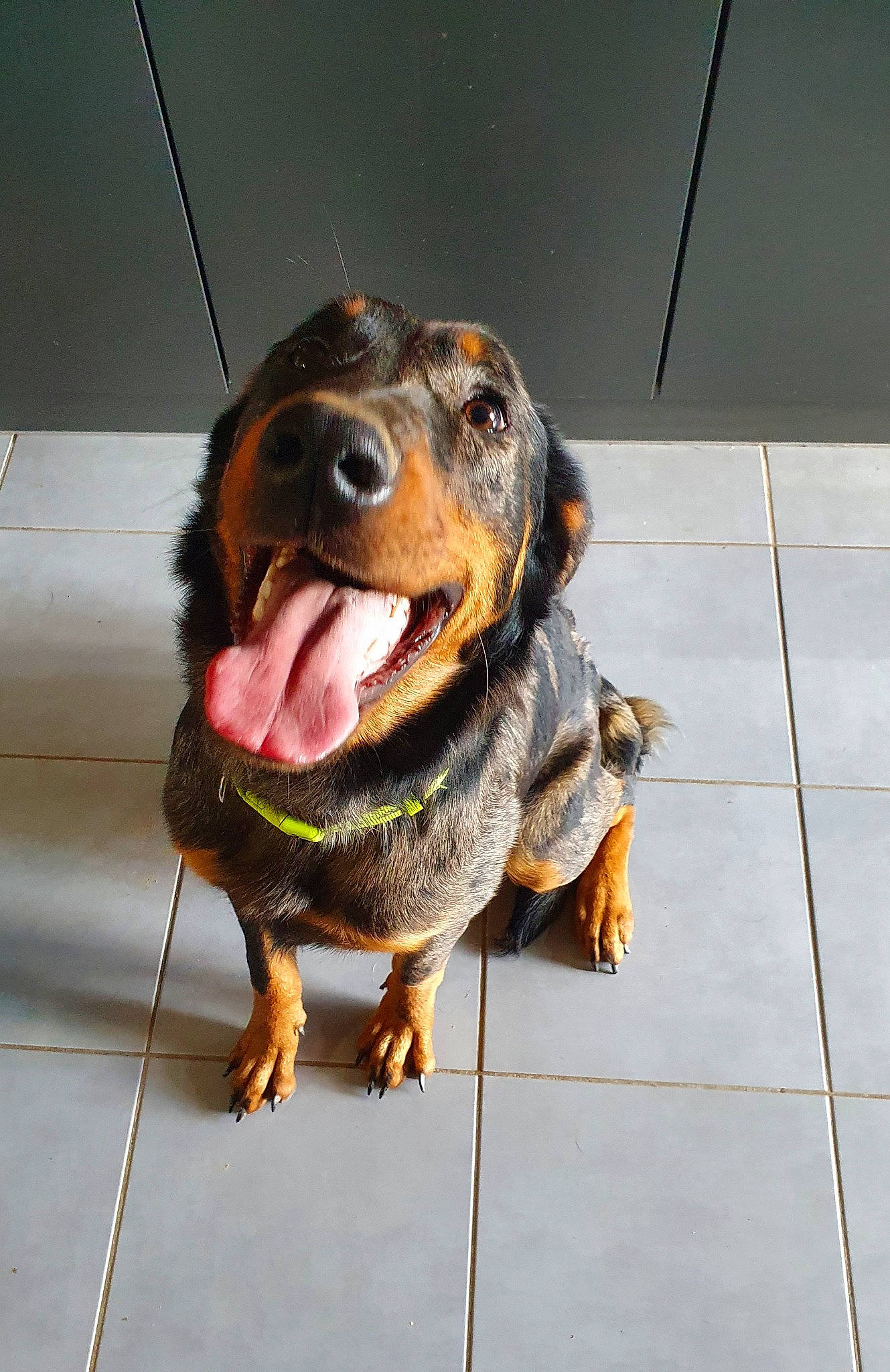 Shenty a rejoint le concours — aidez-le/la à gagner de superbes lots ! canidae, carnivore, companion_dog, dachshund, dog, dog_breed, fawn, flooring, fur, guard_dog, hound, hunting_dog, liver, metal, snout, sporting_group, tile_flooring, whiskers, working_animal, working_dog