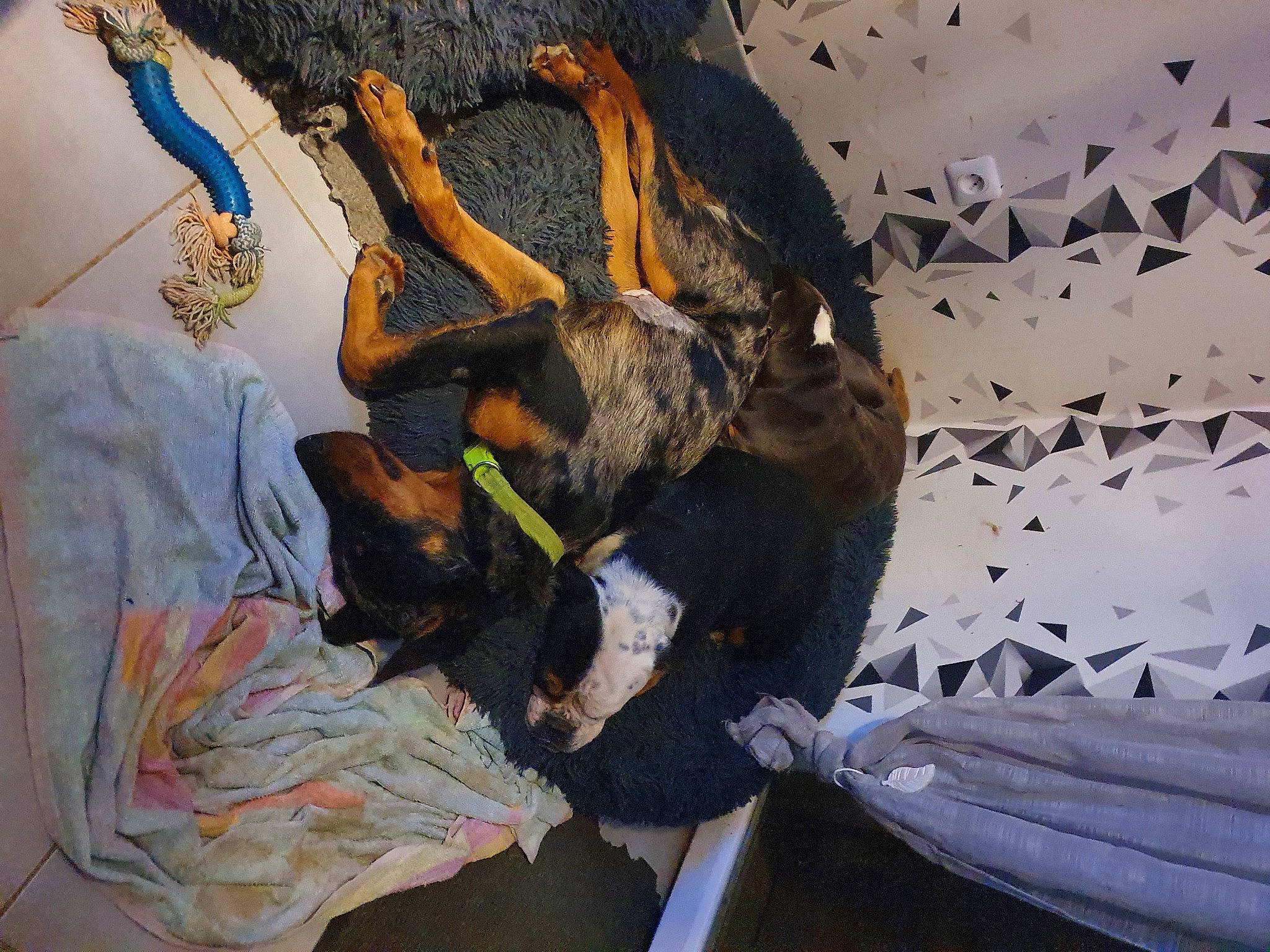 Shenty participe au concours pour gagner de l'argent avec cette photo : adventure, art, artist, ceiling, climbing, fun, gesture, grey, illustration, leisure, mural, painting, pattern, recreation, rock, room, tree, trunk, visual_arts, wood