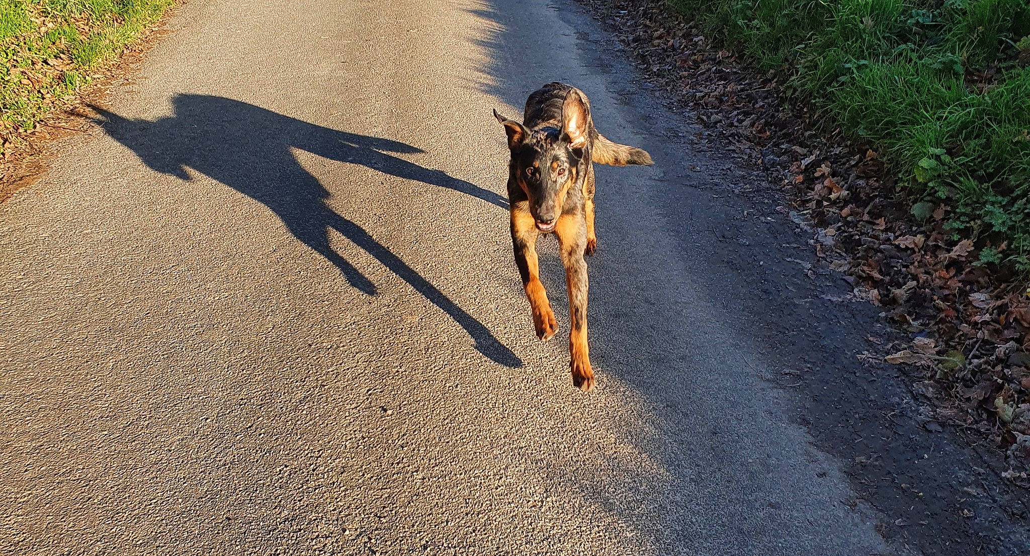 Shenty participe au concours pour gagner de l'argent avec cette photo : asphalt, carnivore, cycling, dog, dog_breed, fawn, grass, human_leg, landscape, leash, people_in_nature, plant, recreation, road, road_surface, tail, tar, tints_and_shades, tree, working_animal