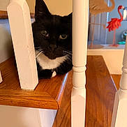 Oliver is registered to the contest to win money with this photo: cat, tuxedo_cat, staircase, wooden_stairs, white_railings, indoor, pet, animal, curious, black_and_white, flamingo_decor, decorations, resting, close_up, wood, furniture, home, background_blur, domestic_cat, cute
