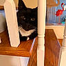 cat, tuxedo_cat, staircase, wooden_stairs, white_railings, indoor, pet, animal, curious, black_and_white, flamingo_decor, decorations, resting, close_up, wood, furniture, home, background_blur, domestic_cat, cute