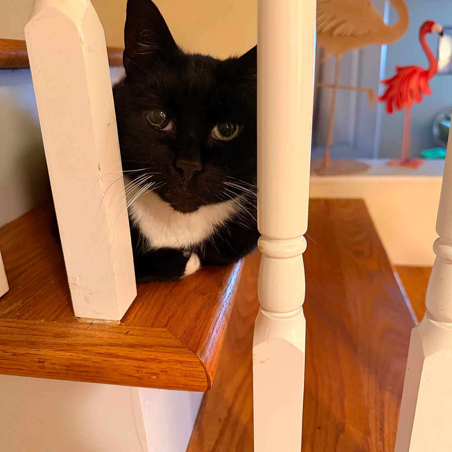 Oliver is registered to the contest to win money with this photo: cat, tuxedo_cat, staircase, wooden_stairs, white_railings, indoor, pet, animal, curious, black_and_white, flamingo_decor, decorations, resting, close_up, wood, furniture, home, background_blur, domestic_cat, cute