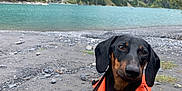 Vinny a rejoint le concours — aidez-le/la à gagner de superbes lots ! dog, dachshund, orange_jacket, leash, rocky_ground, lake, mountains, trees, fog, water, outdoor, nature, pet, animal, canine, landscape, scenic, cute, autumn, adventure