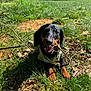 Vinny participe au concours pour gagner de l'argent avec cette photo : dog, puppy, dachshund, grass, stick, outdoor, sunny, nature, leash, greenery, park, playful, animal, pet, canine, field, leaf, daylight, tree, happy