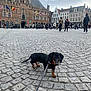 dog, dachshund, leash, cobblestone, square, people, buildings, flags, historic, urban, outdoor, cloudy_sky, walking, pet, street, architecture, tourists, sidewalk, black_dog, small_dog
