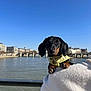 Vinny participe au concours pour gagner de l'argent avec cette photo : dog, dachshund, pet, animal, outdoor, river, bridge, building, sky, person, arm, harness, water, daytime, cute, small_dog, portrait, cityscape, sunny, travel