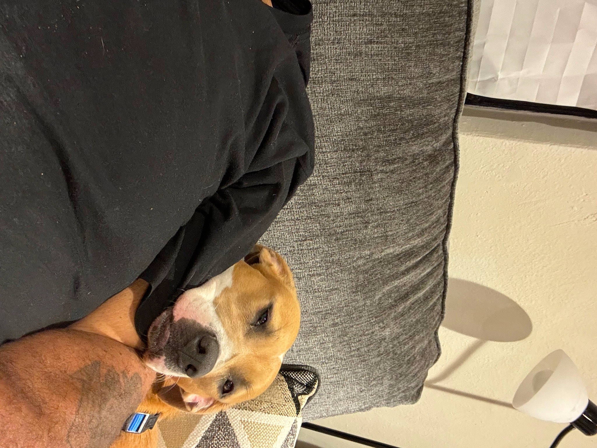 Maddie is registered to the contest to win money with this photo: canidae, carnivore, comfort, companion_dog, couch, dog, dog_breed, elbow, fawn, flooring, fur, human_leg, lap, linens, paw, sleeve, snout, sporting_group, t_shirt, toy_dog