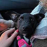 Winter participe au concours pour gagner de l'argent avec cette photo : puppy, dog, black_dog, pink_harness, pet, animal, car_interior, hand, person, cuddling, close_up, reflection, window, seatbelt, curly_hair, clothing, sweater, bracelet, car, transportation