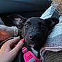 puppy, dog, black_dog, pink_harness, pet, animal, car_interior, hand, person, cuddling, close_up, reflection, window, seatbelt, curly_hair, clothing, sweater, bracelet, car, transportation