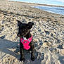 Winter a rejoint le concours — aidez-le/la à gagner de superbes lots ! dog, puppy, black_dog, pink_harness, beach, sand, sea, sky, outdoor, animal, pet, young_dog, sunlight, nature, water, shore, canine, daytime, cute, sitting
