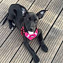 Winter a rejoint le concours — aidez-le/la à gagner de superbes lots ! dog, puppy, black_dog, pink_harness, wooden_deck, pet, animal, outdoor, young_dog, canine, fur, ears, paws, resting, looking_at_camera, daylight, cute, alert, collar, nature