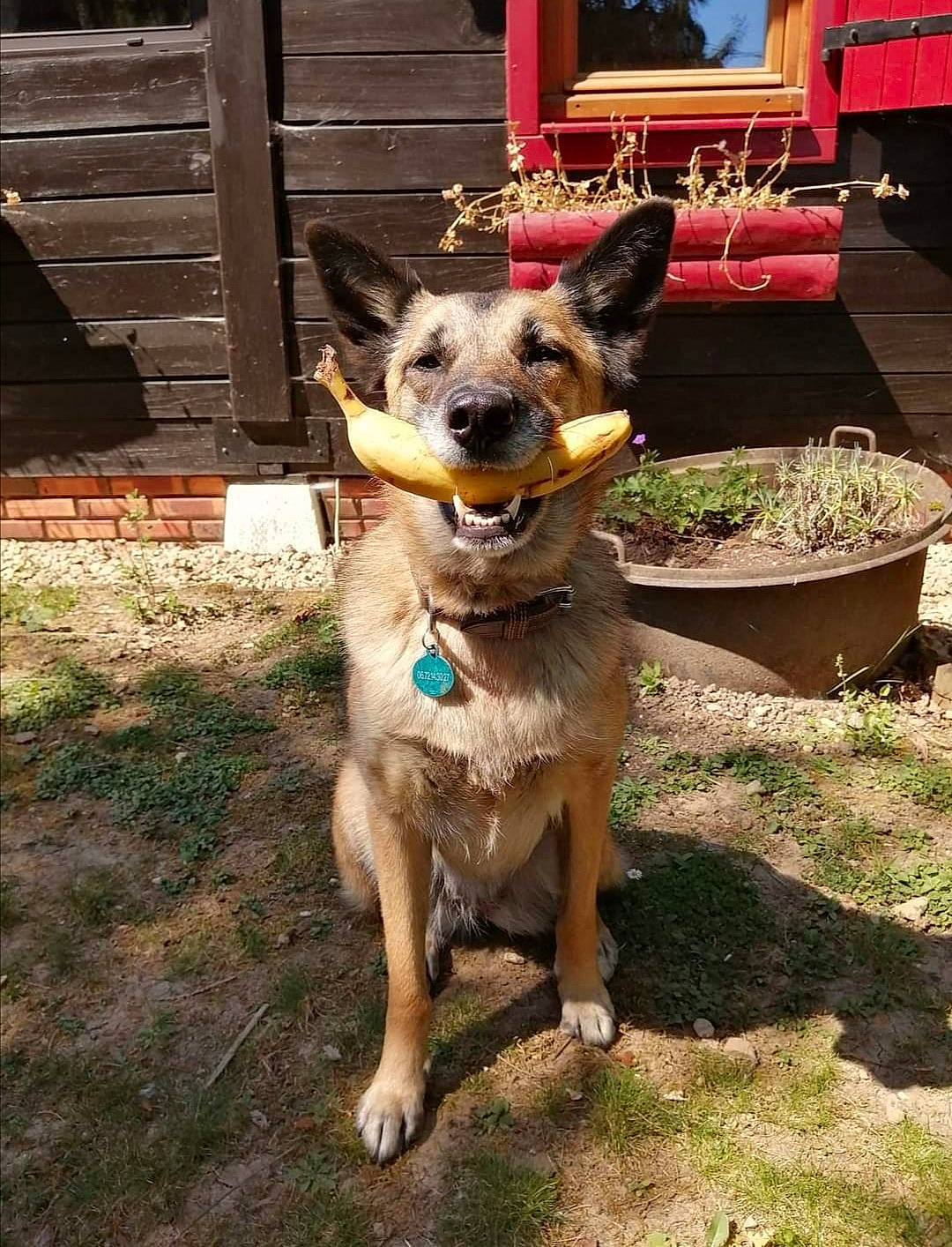 Karma participe au concours pour gagner de l'argent avec cette photo : canidae, carnivore, collar, companion_dog, dog, dog_breed, dog_clothes, dog_collar, dog_supply, door, east_european_shepherd, fawn, german_shepherd_dog, grass, leash, plant, snout, sporting_group, working_animal, working_dog