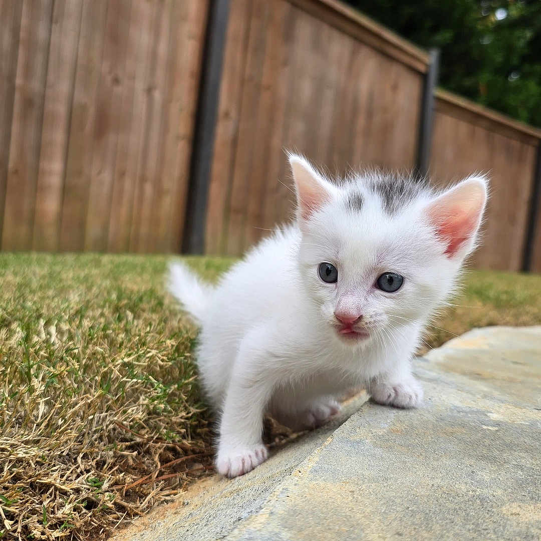 Jack is registered to the contest to win money with this photo: abyssinian, angora, animal, backyard, cat, fence, grass, kitten, lawn, manx, nature, outdoors, path, pet, plant, siamese, soil, walkway, wood, yard