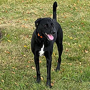 Kodak is registered to the contest to win money with this photo: accessories, animal, boxer, bulldog, canine, dog, grass, hound, labradorretriever, lawn, nature, outdoors, park, pet, plant, pointer, policedog, puppy, strap, yard