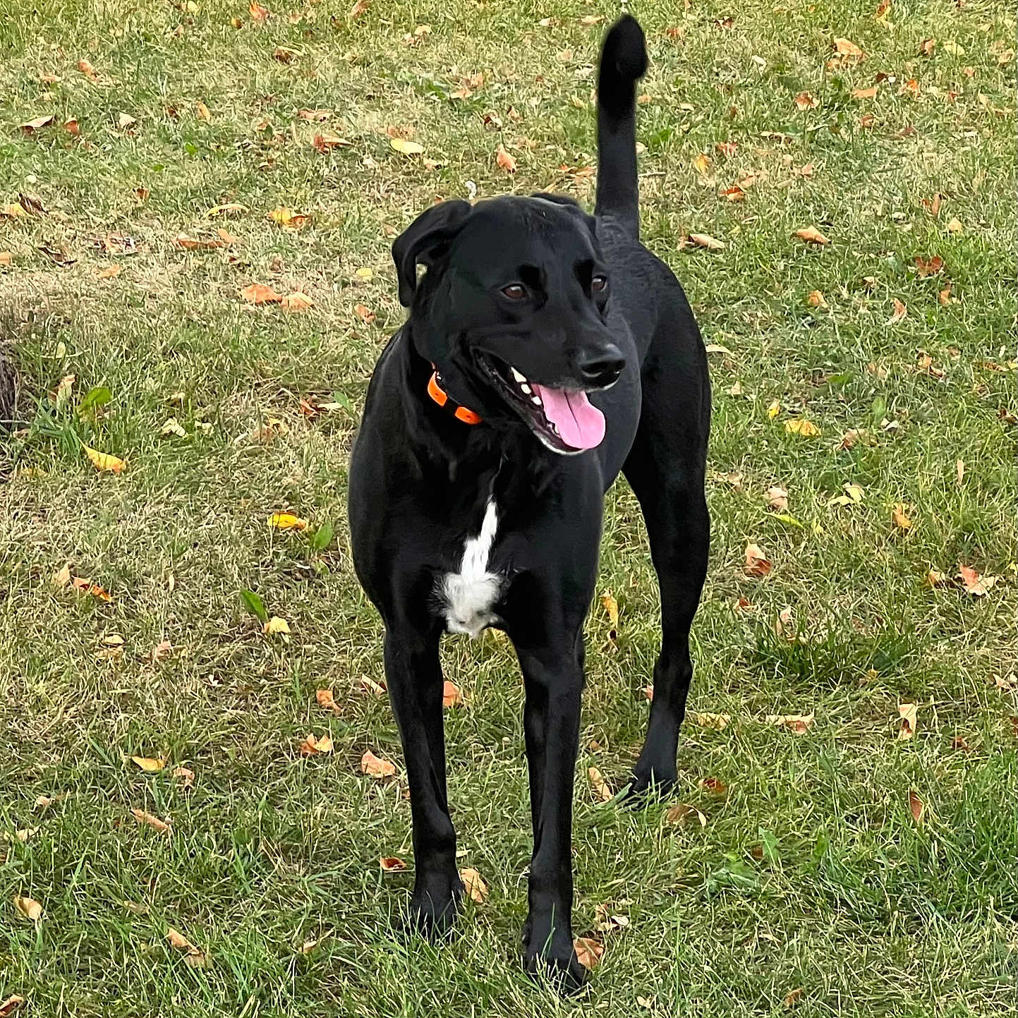 Kodak