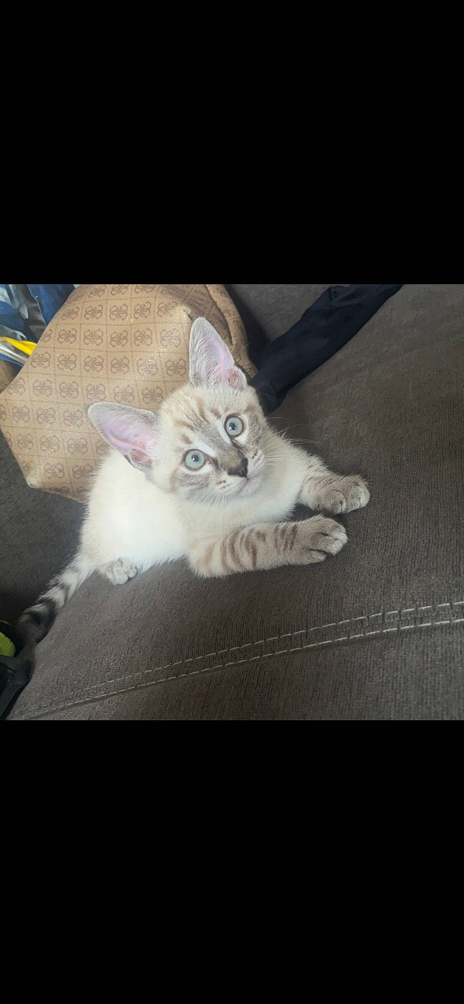 Youki a rejoint le concours — aidez-le/la à gagner de superbes lots ! carnivore, cat, claw, comfort, darkness, domestic_short_haired_cat, fawn, felidae, floor, flooring, fur, grey, hardwood, paw, photo_caption, sitting, small_to_medium_sized_cats, tail, whiskers, wood