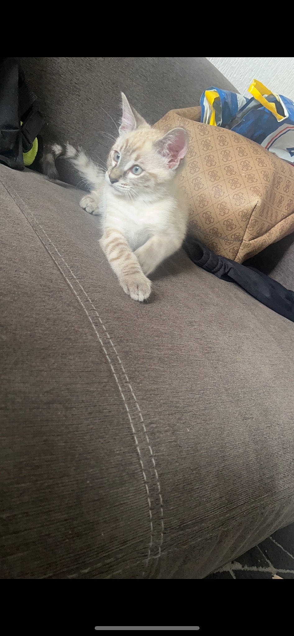 Youki a rejoint le concours — aidez-le/la à gagner de superbes lots ! carnivore, cat, claw, comfort, domestic_short_haired_cat, fawn, felidae, flooring, foot, fur, grey, human_leg, paw, road_surface, sitting, small_to_medium_sized_cats, snout, tail, whiskers, wood